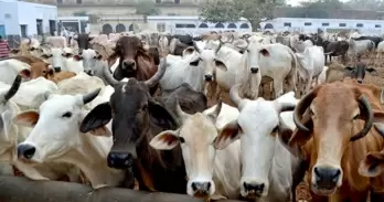 UP cleric hails HC suggestion on making cow national animal